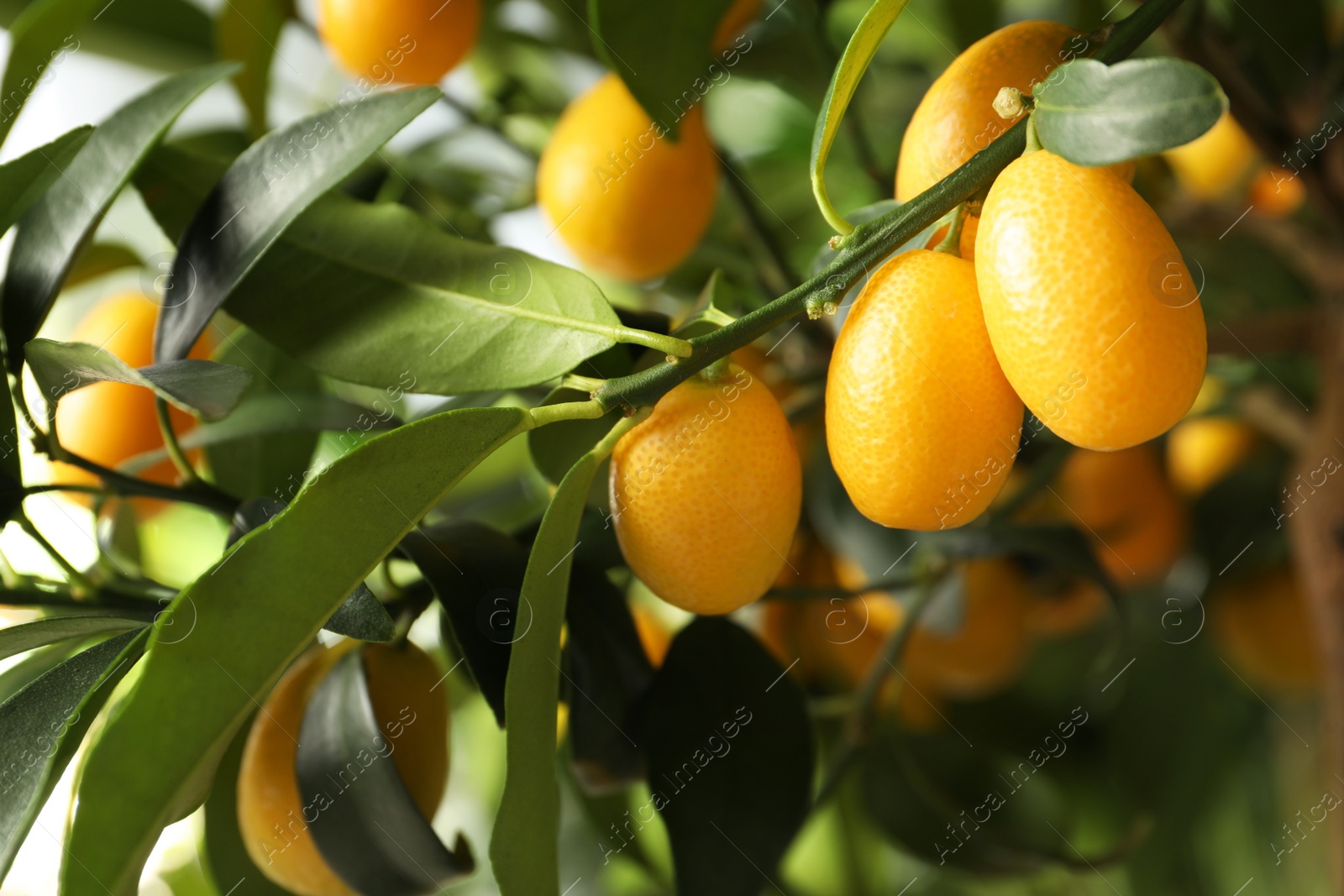 Kumquat tree with ripening fruits outdoors, closeup Photo of Kumquat tree with ripening fruits outdoors, closeup