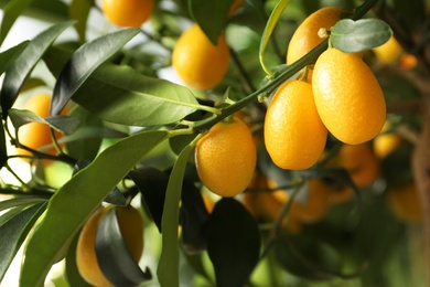 Kumquat tree with ripening fruits outdoors, closeup Photo of Kumquat tree with ripening fruits outdoors, closeup