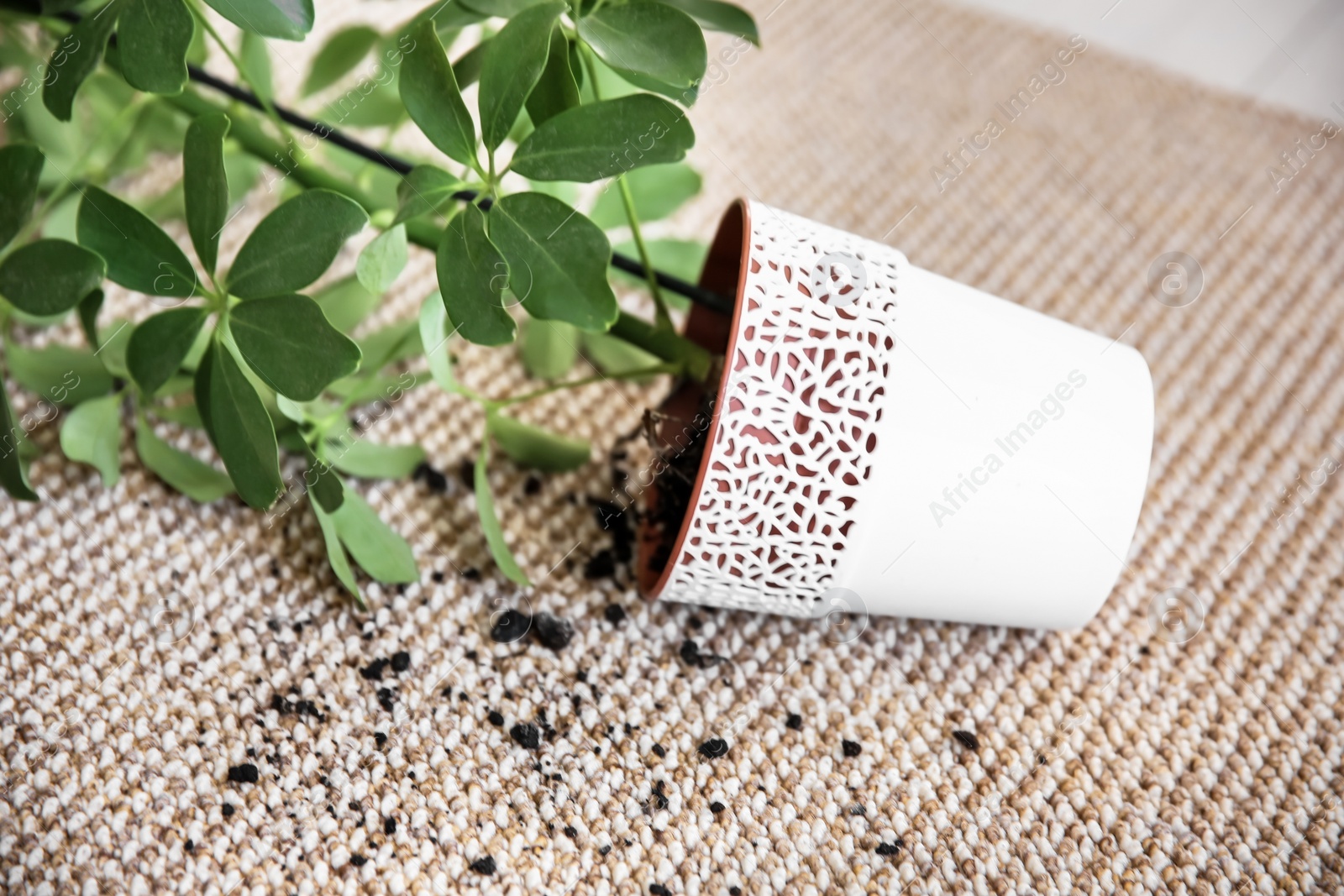 Overturned pot with houseplant on carpet Photo of Overturned pot with houseplant on carpet