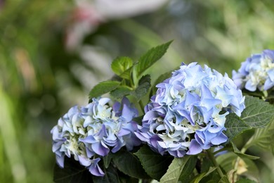 Beautiful hortensia plant with light blue flowers outdoors, closeup Photo of Beautiful hortensia plant with light blue flowers outdoors, closeup