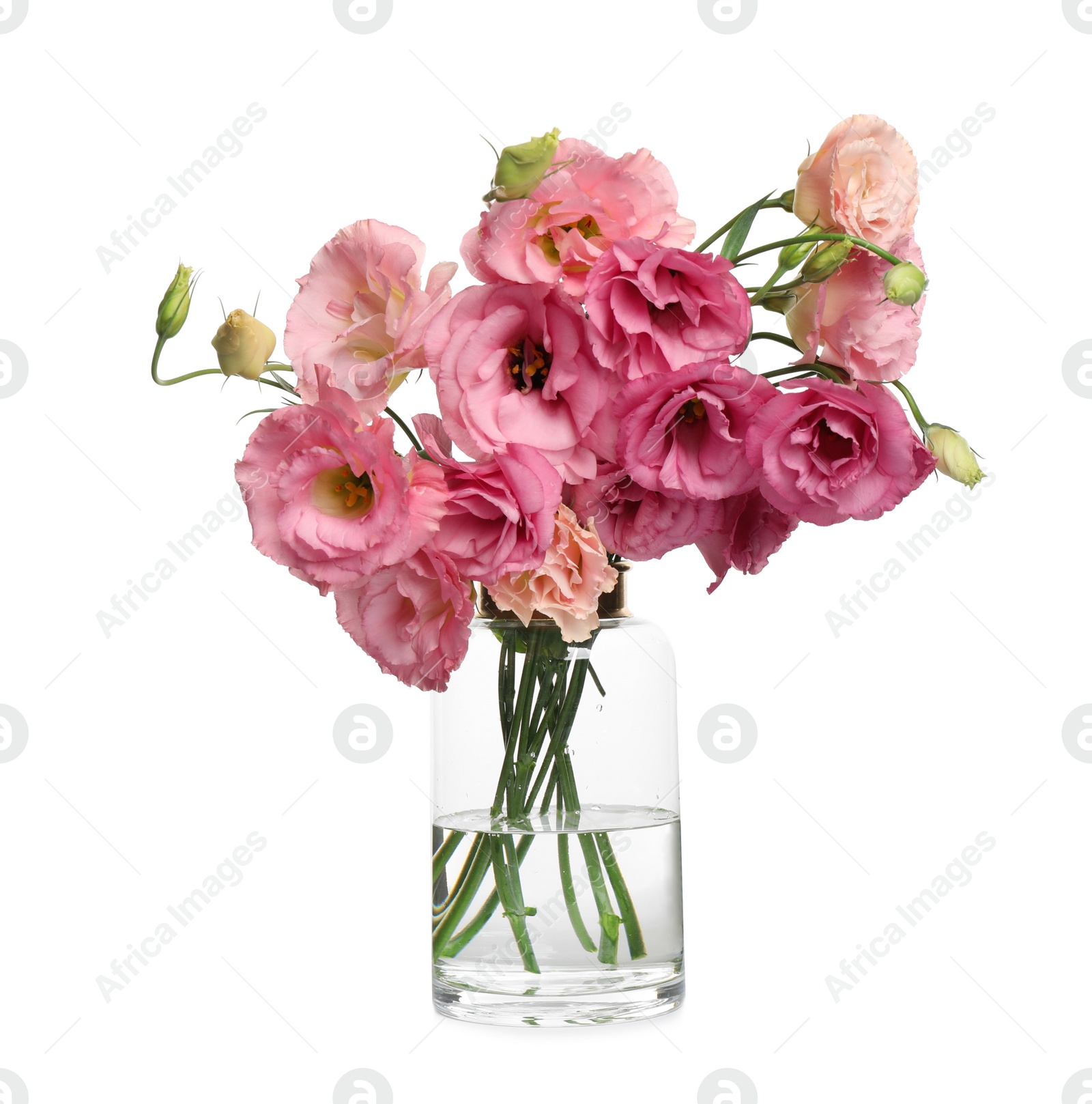 Photo of Beautiful pink Eustoma flowers in vase isolated on white