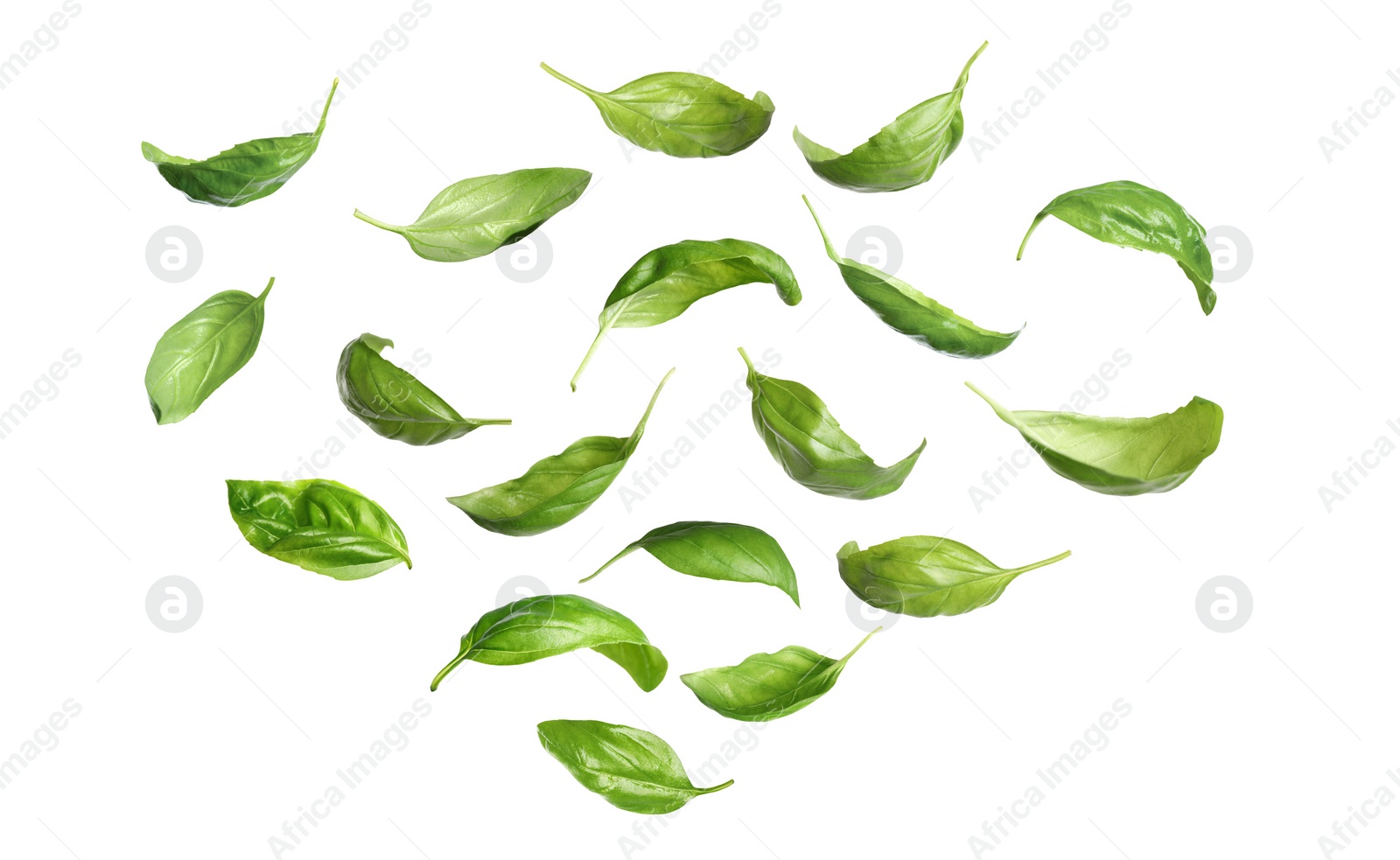Fresh green basil leaves falling on white background Image of Fresh green basil leaves falling on white background
