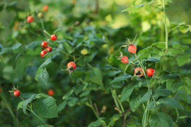 Rose hip bush with ripe red berries in garden Photo of Rose hip bush with ripe red berries in garden