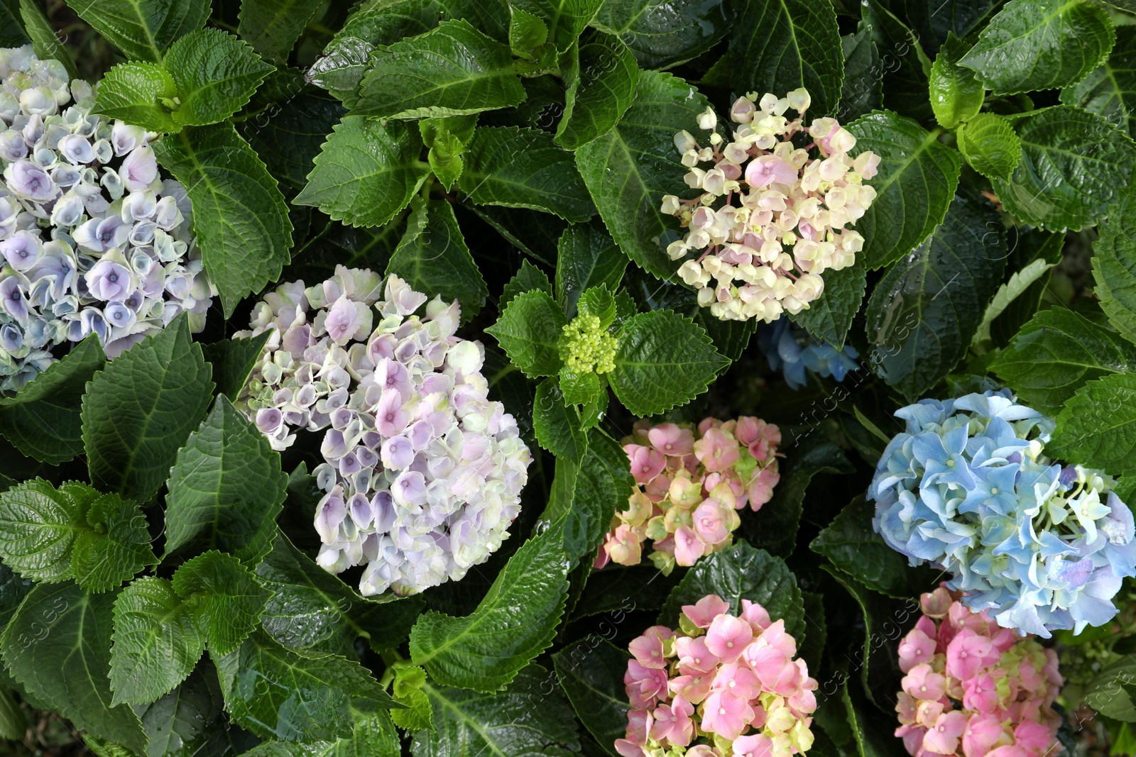 Beautiful hortensia plants with colorful flowers outdoors Photo of Beautiful hortensia plants with colorful flowers outdoors