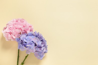 Beautiful hortensia flowers on beige background, flat lay. Space for text Photo of Beautiful hortensia flowers on beige background, flat lay. Space for text
