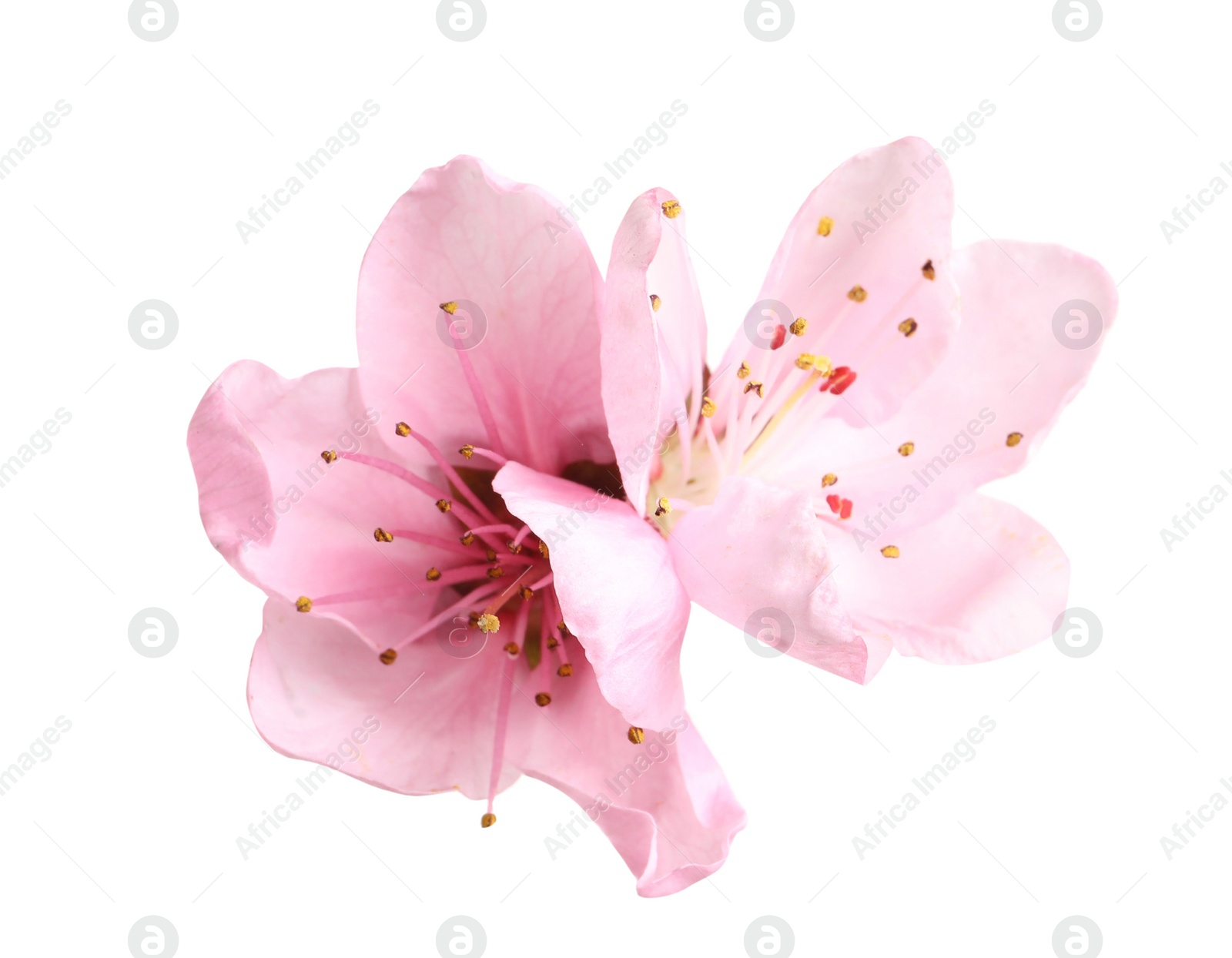 Beautiful sakura tree flowers on white background Photo of Beautiful sakura tree flowers on white background