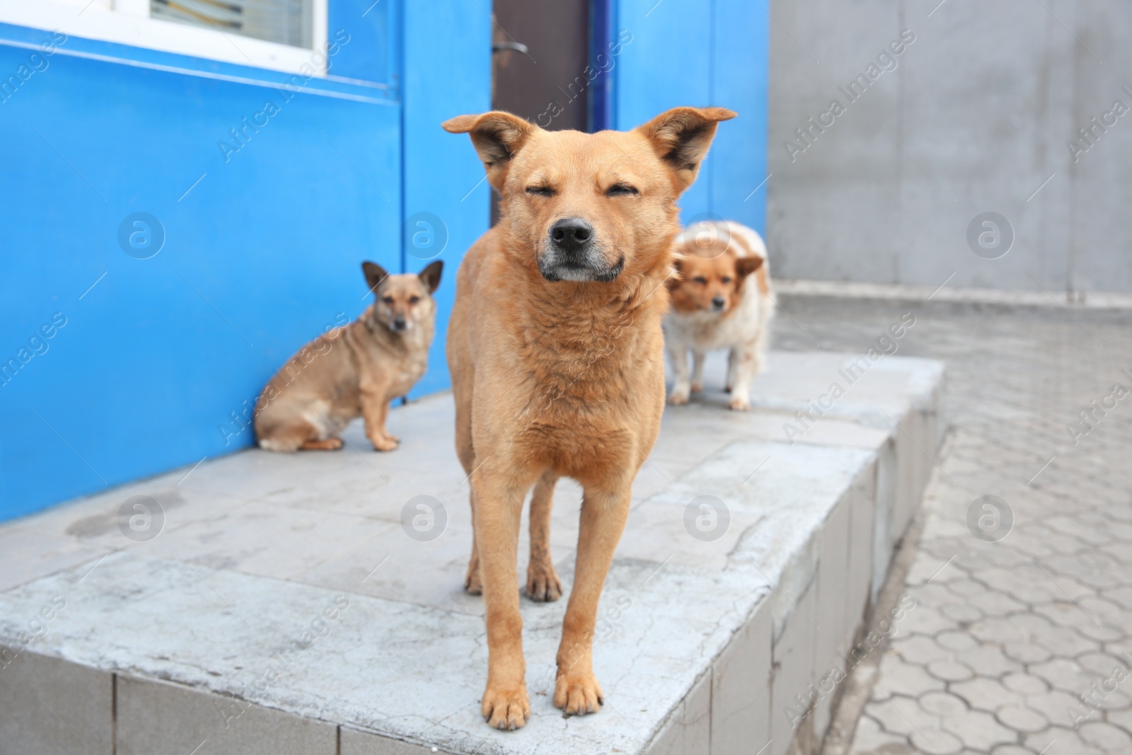 Homeless dogs on porch outdoors. Abandoned animals Photo of Homeless dogs on porch outdoors. Abandoned animals