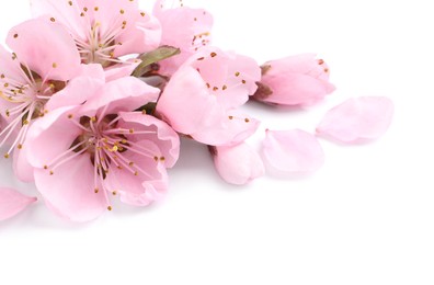 Beautiful sakura tree flowers on white background Photo of Beautiful sakura tree flowers on white background
