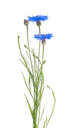 Beautiful light blue cornflowers isolated on white Photo of Beautiful light blue cornflowers isolated on white