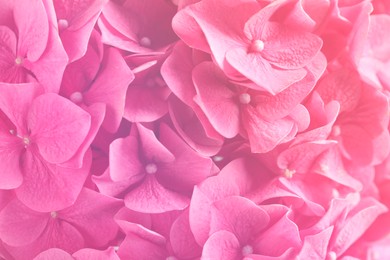 Image of Hortensia plant with beautiful flowers, closeup. Toned in pink color