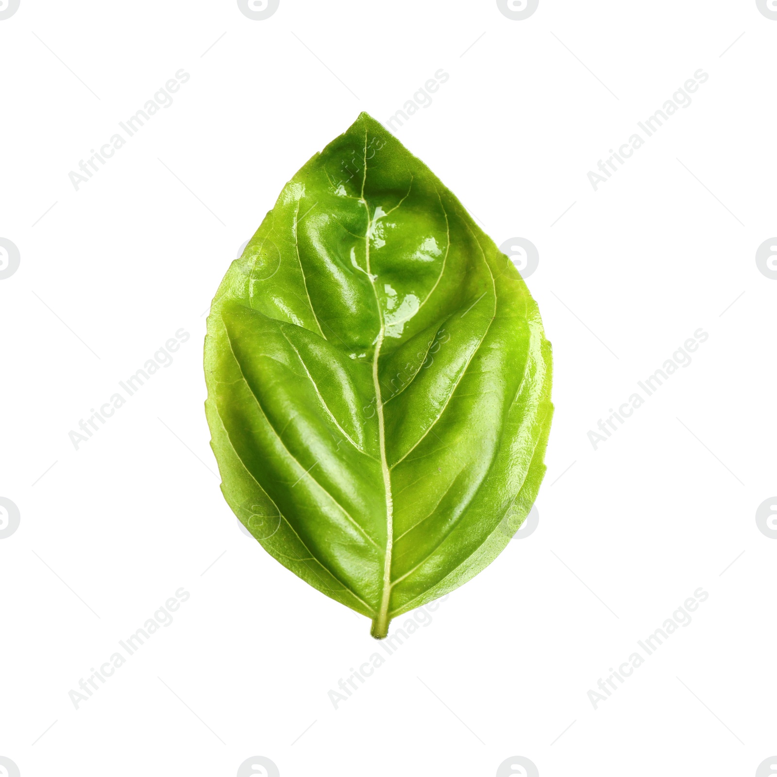 Photo of Fresh green basil leaf isolated on white