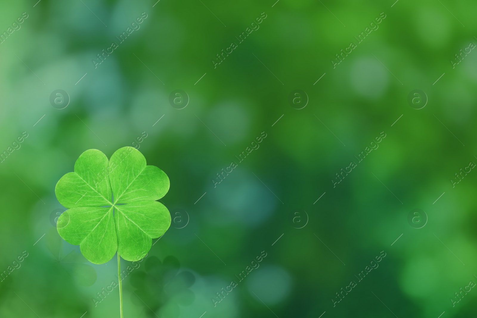 Beautiful fresh green clover leaf on blurred background, space for text Image of Beautiful fresh green clover leaf on blurred background, space for text