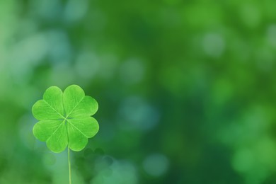 Beautiful fresh green clover leaf on blurred background, space for text Image of Beautiful fresh green clover leaf on blurred background, space for text