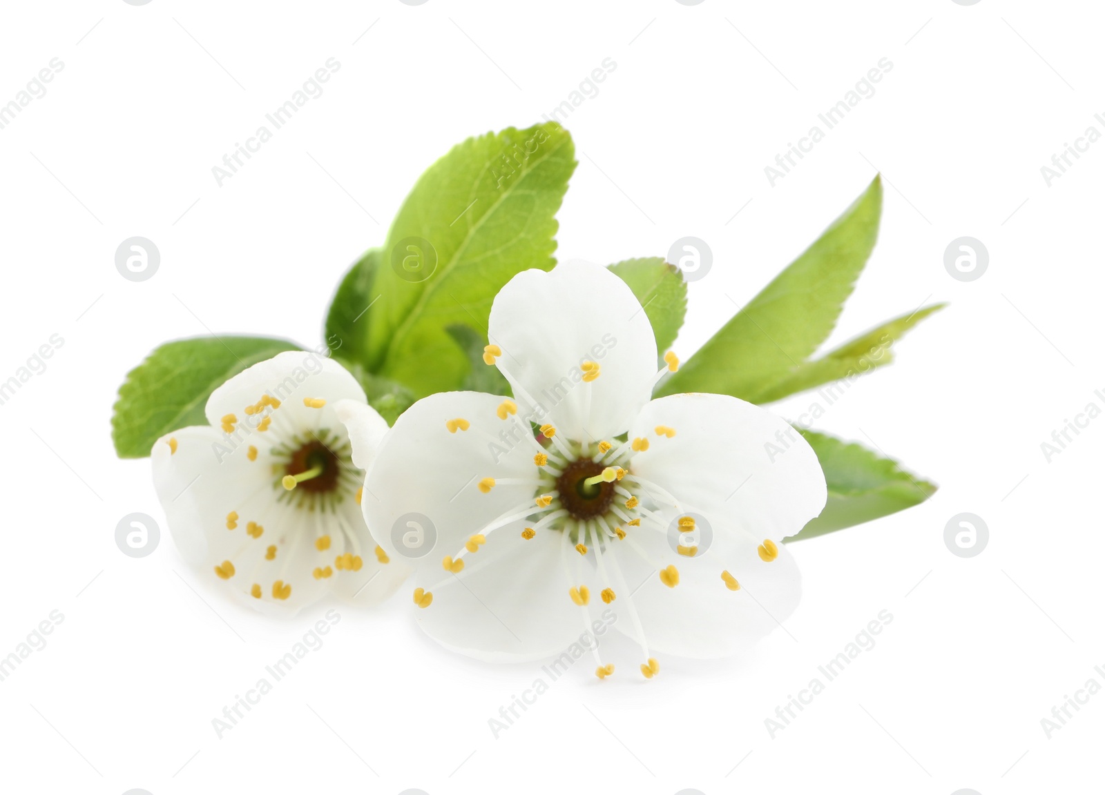 Beautiful cherry blossoms with green leaves isolated on white Photo of Beautiful cherry blossoms with green leaves isolated on white