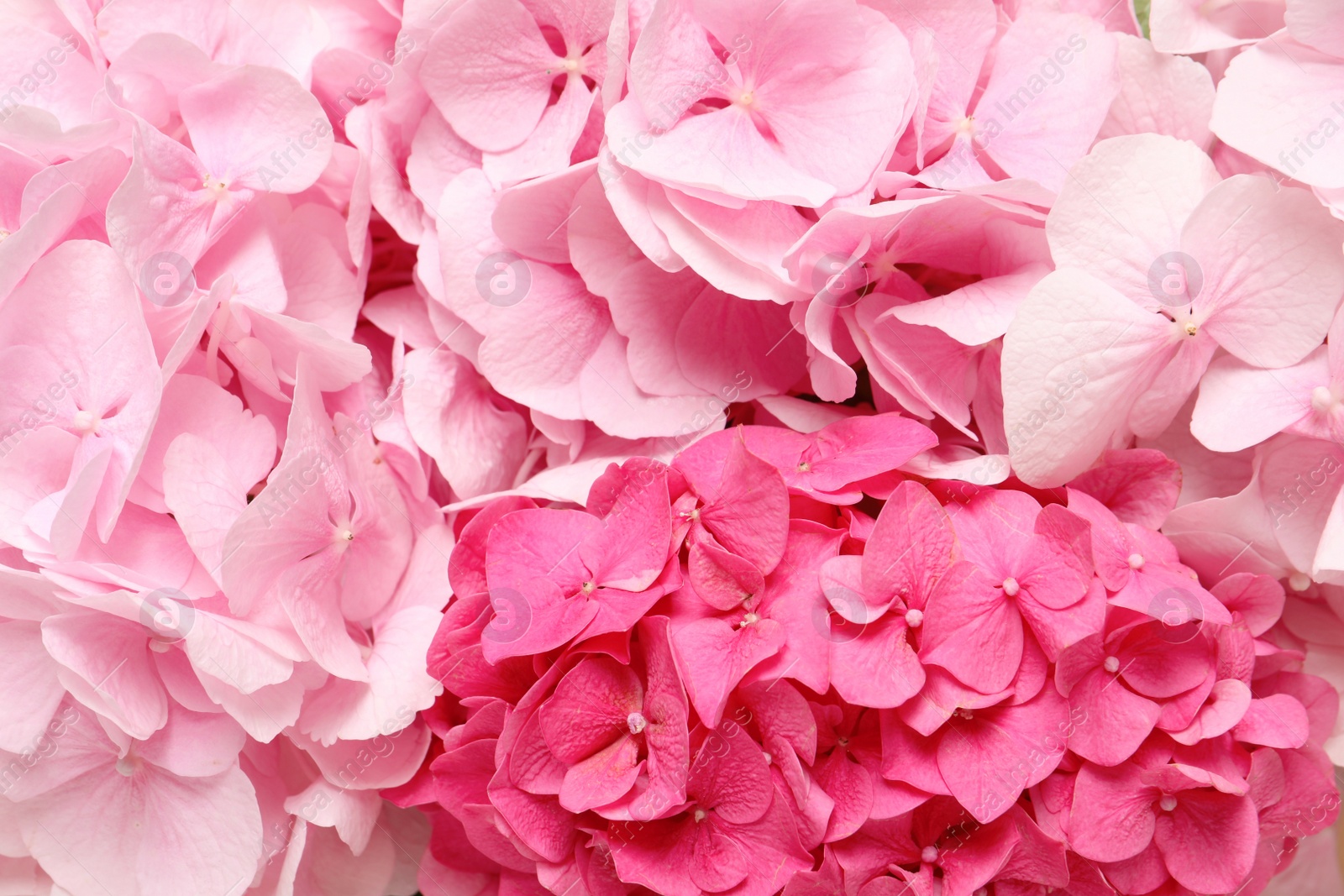 Beautiful bright hortensia flowers as background, closeup Photo of Beautiful bright hortensia flowers as background, closeup