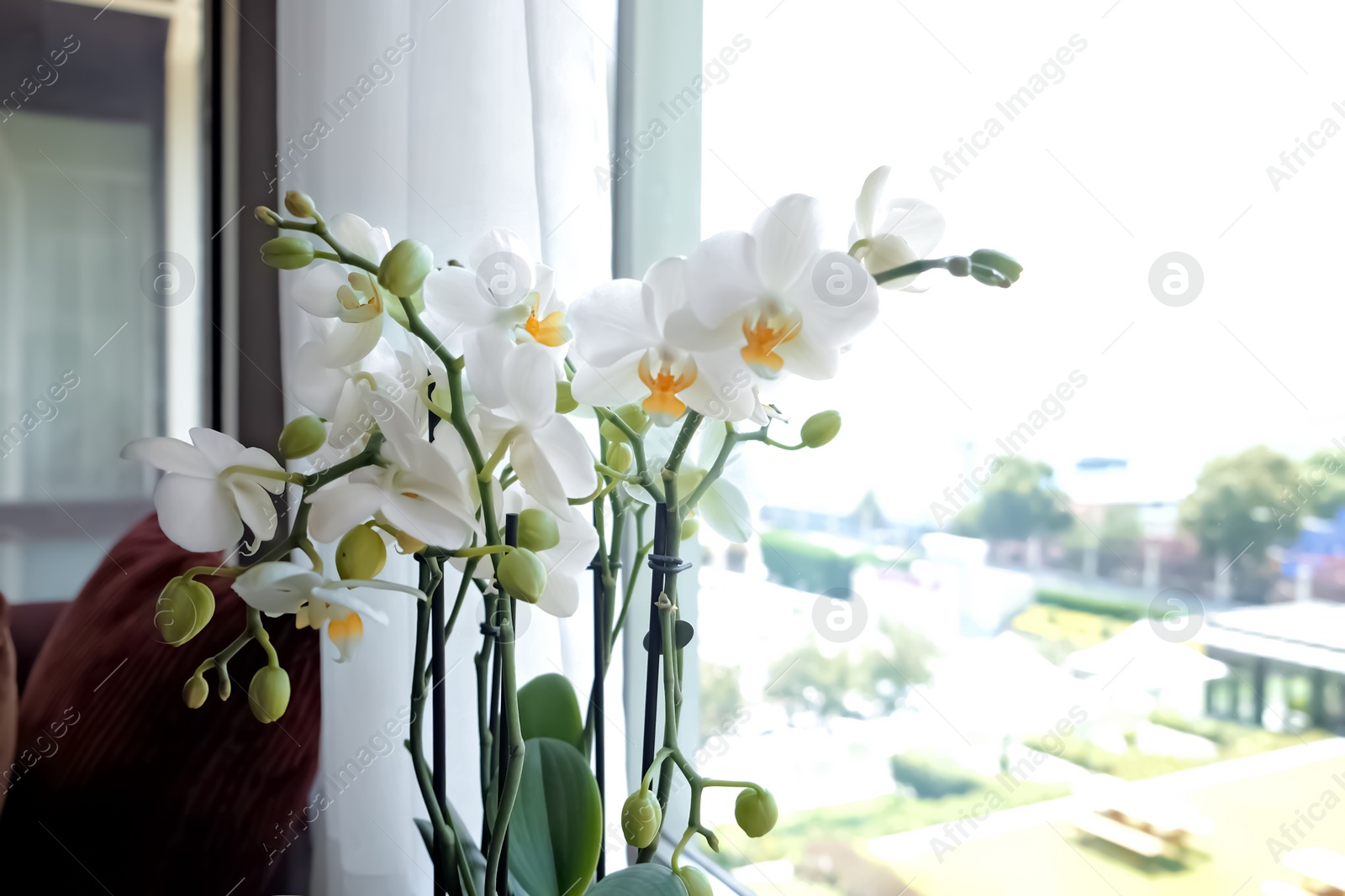 Beautiful white orchid flowers near window, indoors Photo of Beautiful white orchid flowers near window, indoors