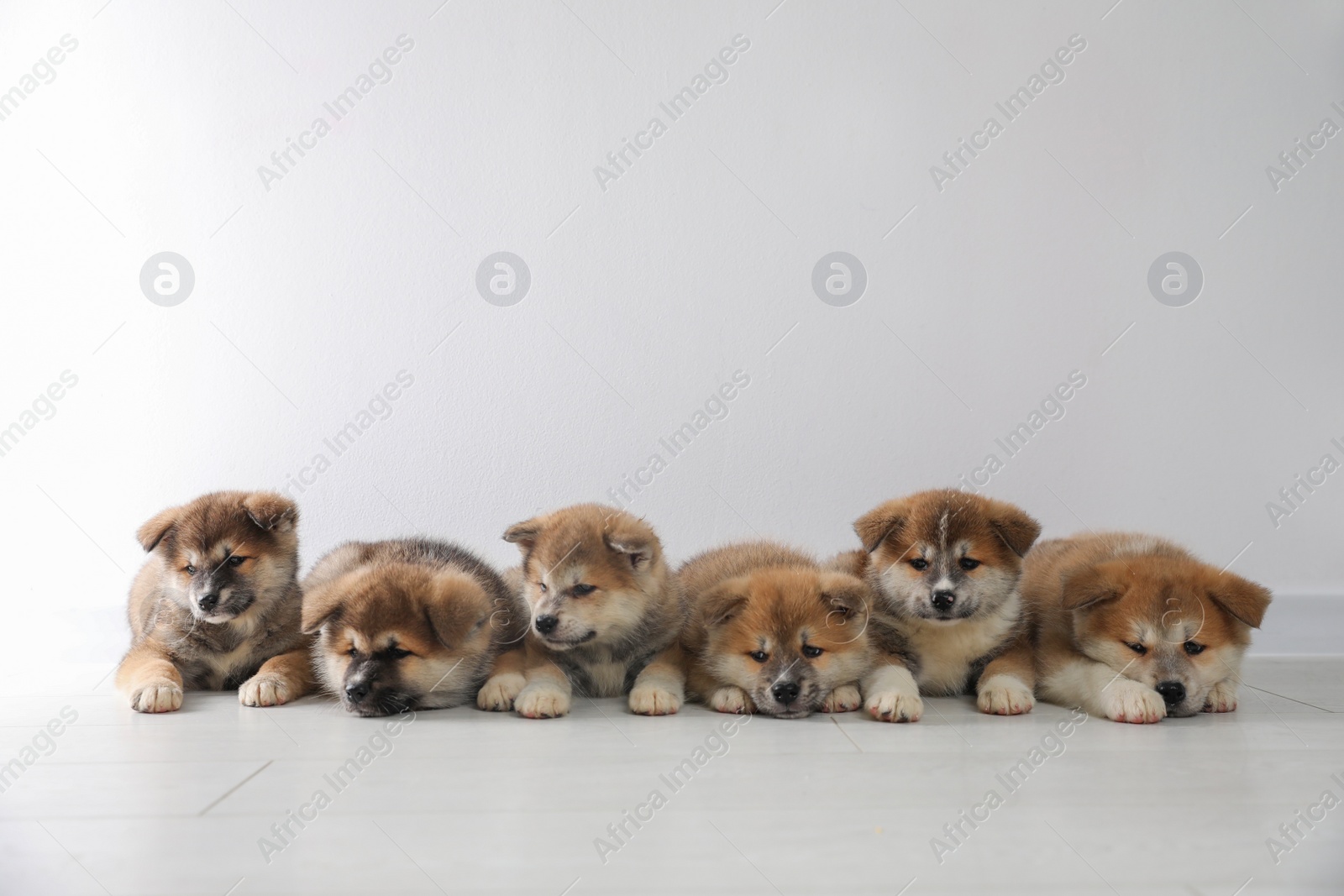 Adorable Akita Inu puppies on floor near light wall. Space for text Photo of Adorable Akita Inu puppies on floor near light wall. Space for text