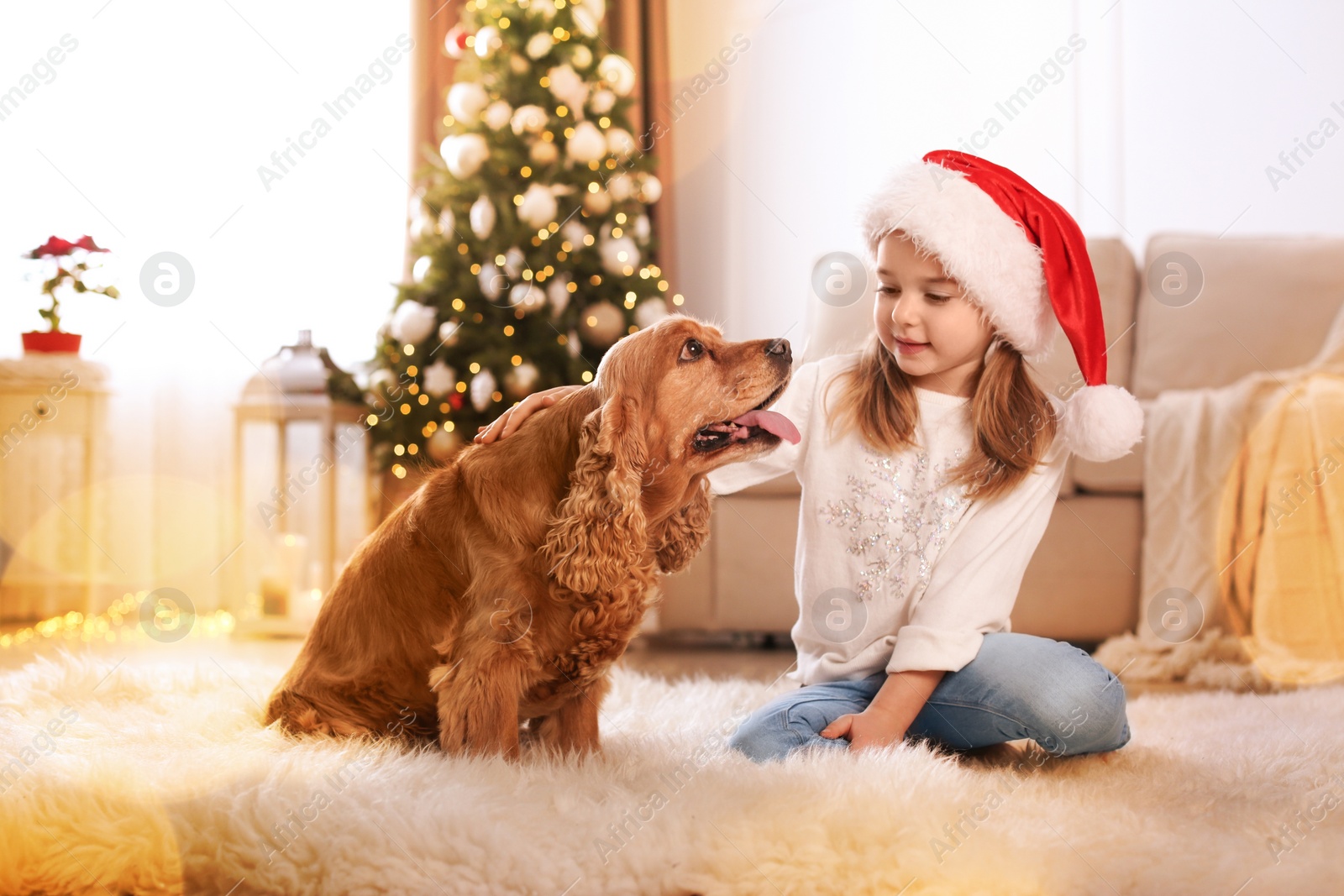Cute little girl with English Cocker Spaniel in room decorated for Christmas Photo of Cute little girl with English Cocker Spaniel in room decorated for Christmas