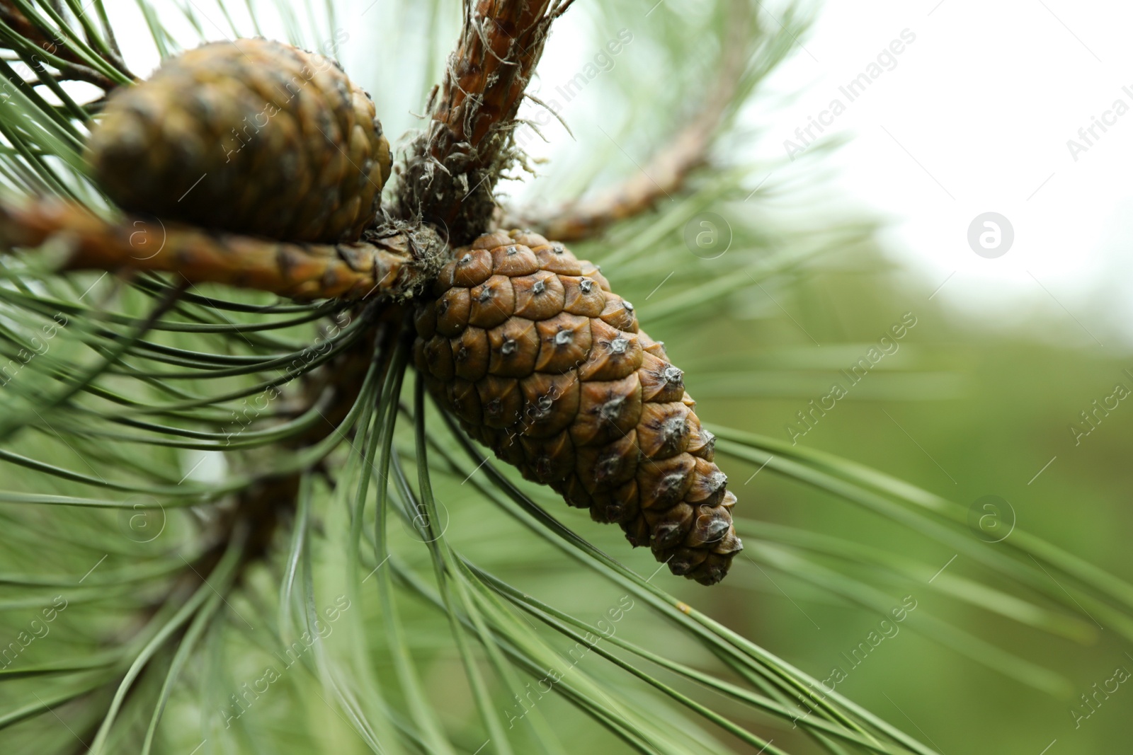 Cones growing on pine branch outdoors, closeup Photo of Cones growing on pine branch outdoors, closeup