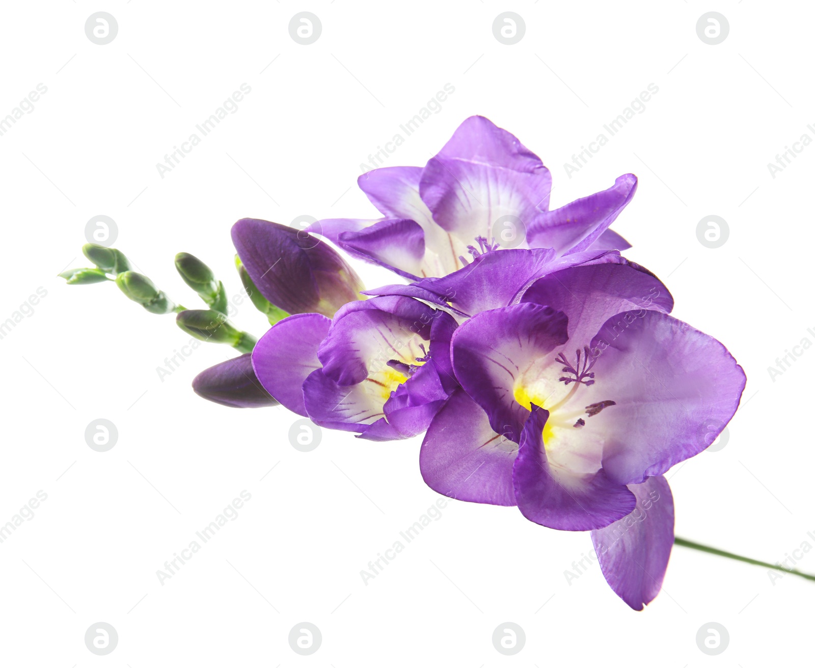 Beautiful freesia flower on white background Photo of Beautiful freesia flower on white background