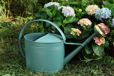 Watering can near beautiful blooming hortensia plants in garden Photo of Watering can near beautiful blooming hortensia plants in garden