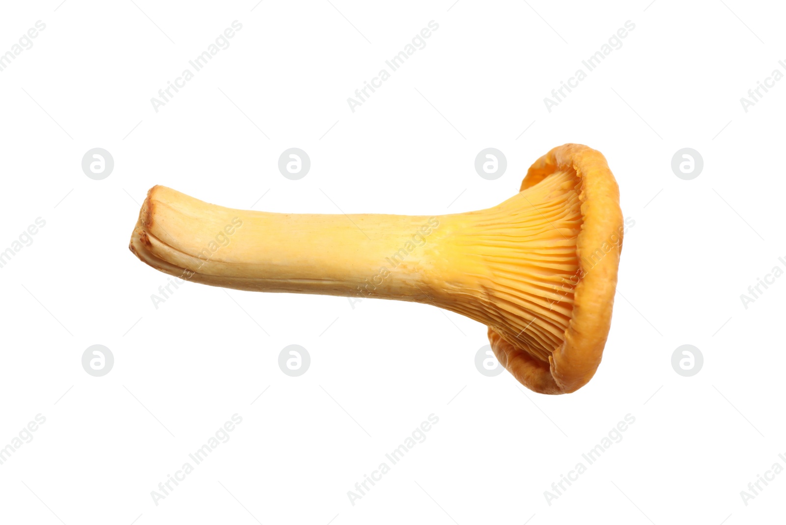 Fresh wild chanterelle mushroom isolated on white Photo of Fresh wild chanterelle mushroom isolated on white