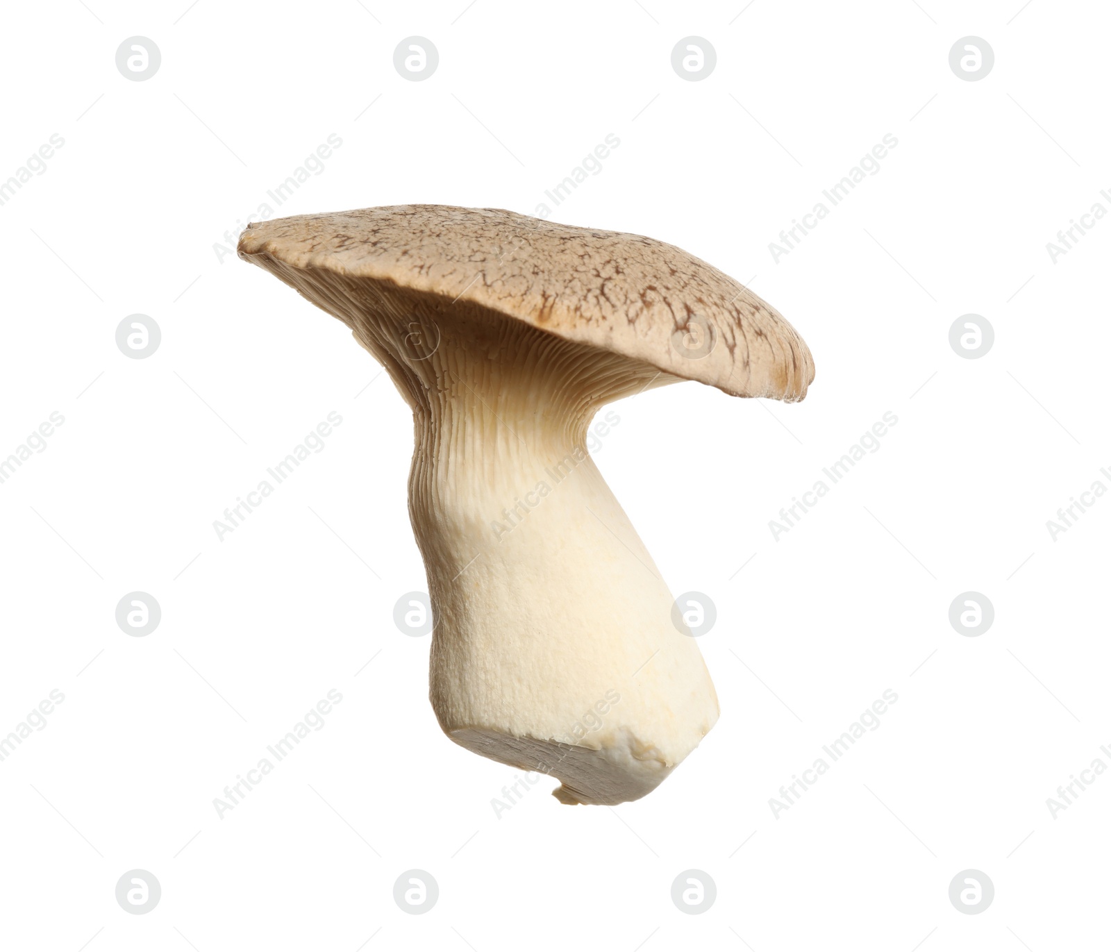 Photo of Fresh king trumpet mushroom isolated on white