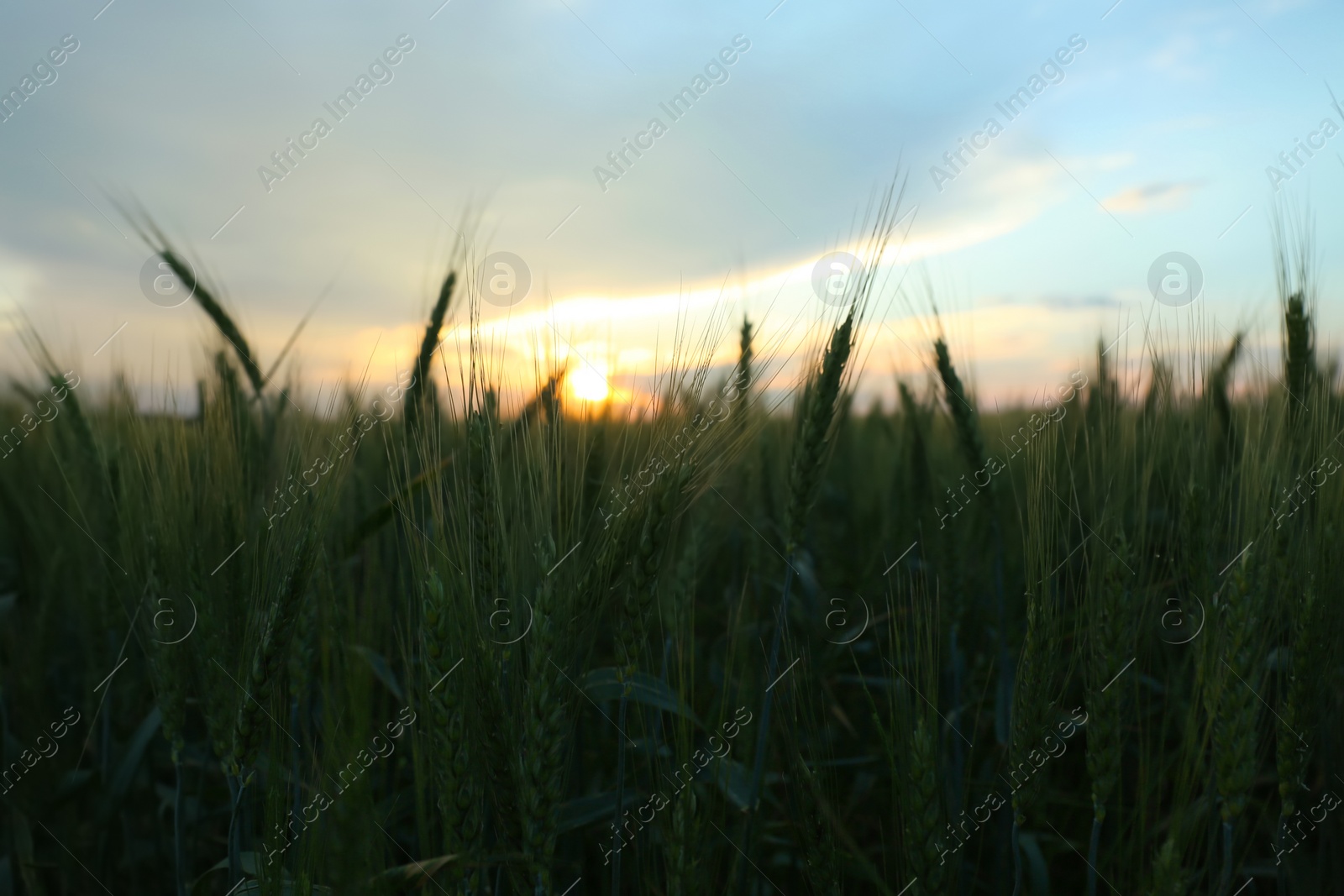 Beautiful view of agricultural field with ripening wheat Photo of Beautiful view of agricultural field with ripening wheat