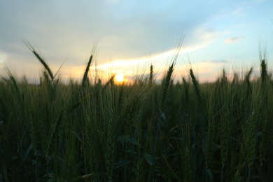 Beautiful view of agricultural field with ripening wheat Photo of Beautiful view of agricultural field with ripening wheat