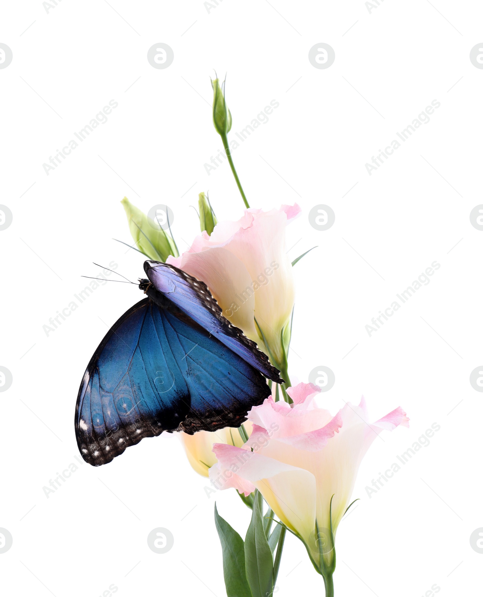 Beautiful common morpho butterfly sitting on eustoma flower against white background Photo of Beautiful common morpho butterfly sitting on eustoma flower against white background