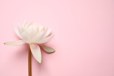 Beautiful white lotus flower on pink background, top view. Space for text Photo of Beautiful white lotus flower on pink background, top view. Space for text