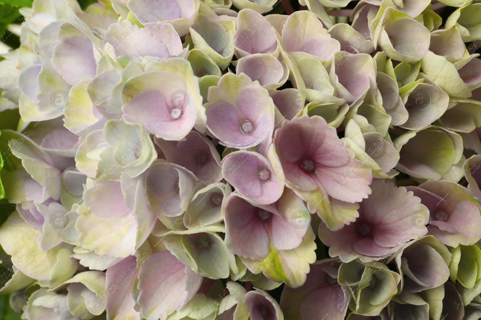 Beautiful lilac hortensia flowers as background, closeup Photo of Beautiful lilac hortensia flowers as background, closeup