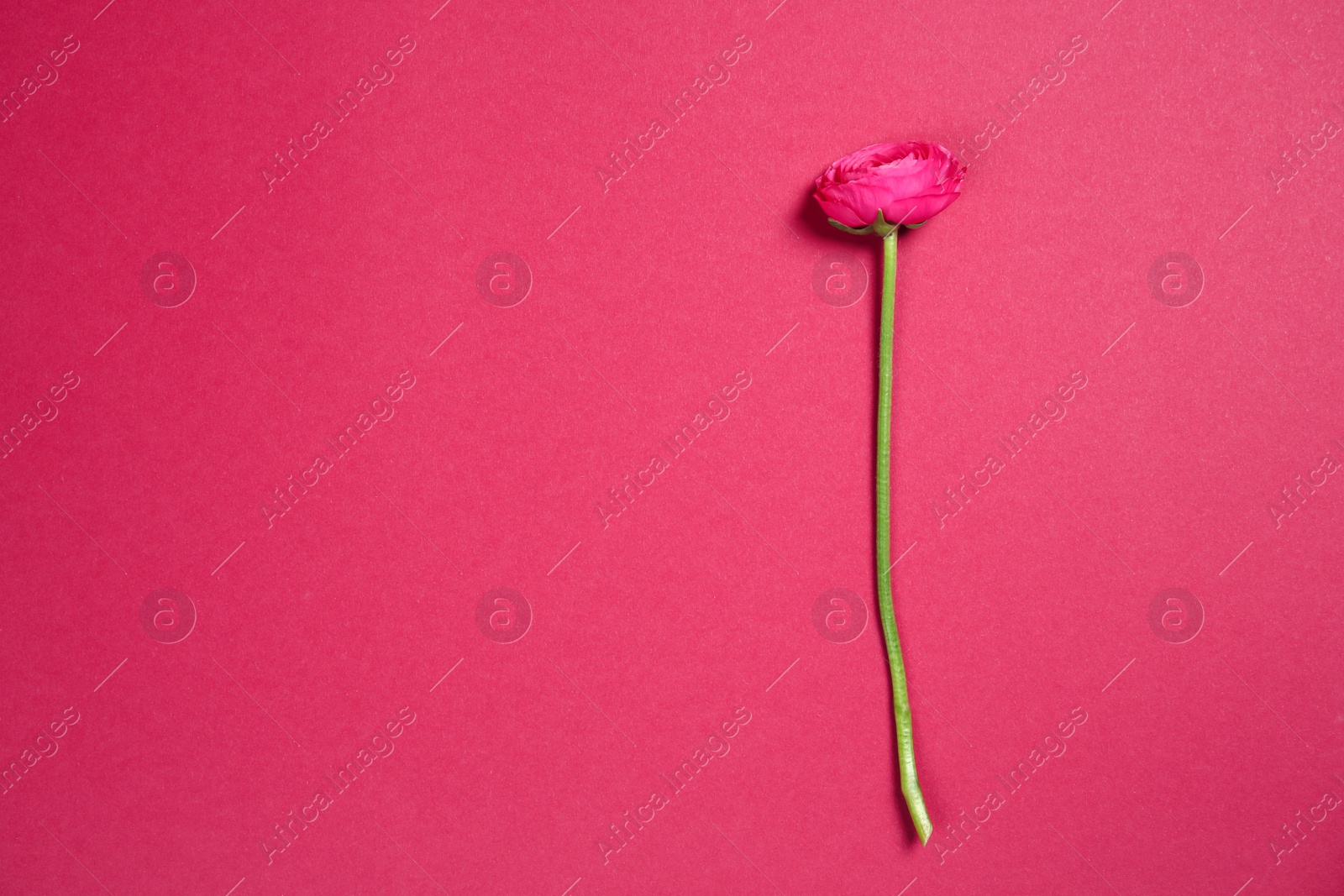 Beautiful ranunculus flower on color background Photo of Beautiful ranunculus flower on color background