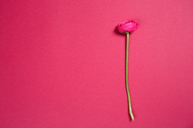 Beautiful ranunculus flower on color background Photo of Beautiful ranunculus flower on color background