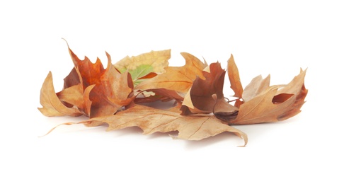 Heap of fallen leaves on white background. Autumn season Photo of Heap of fallen leaves on white background. Autumn season