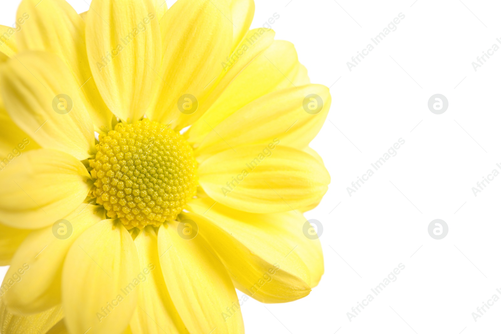 Beautiful yellow chrysanthemum flower on white background Photo of Beautiful yellow chrysanthemum flower on white background