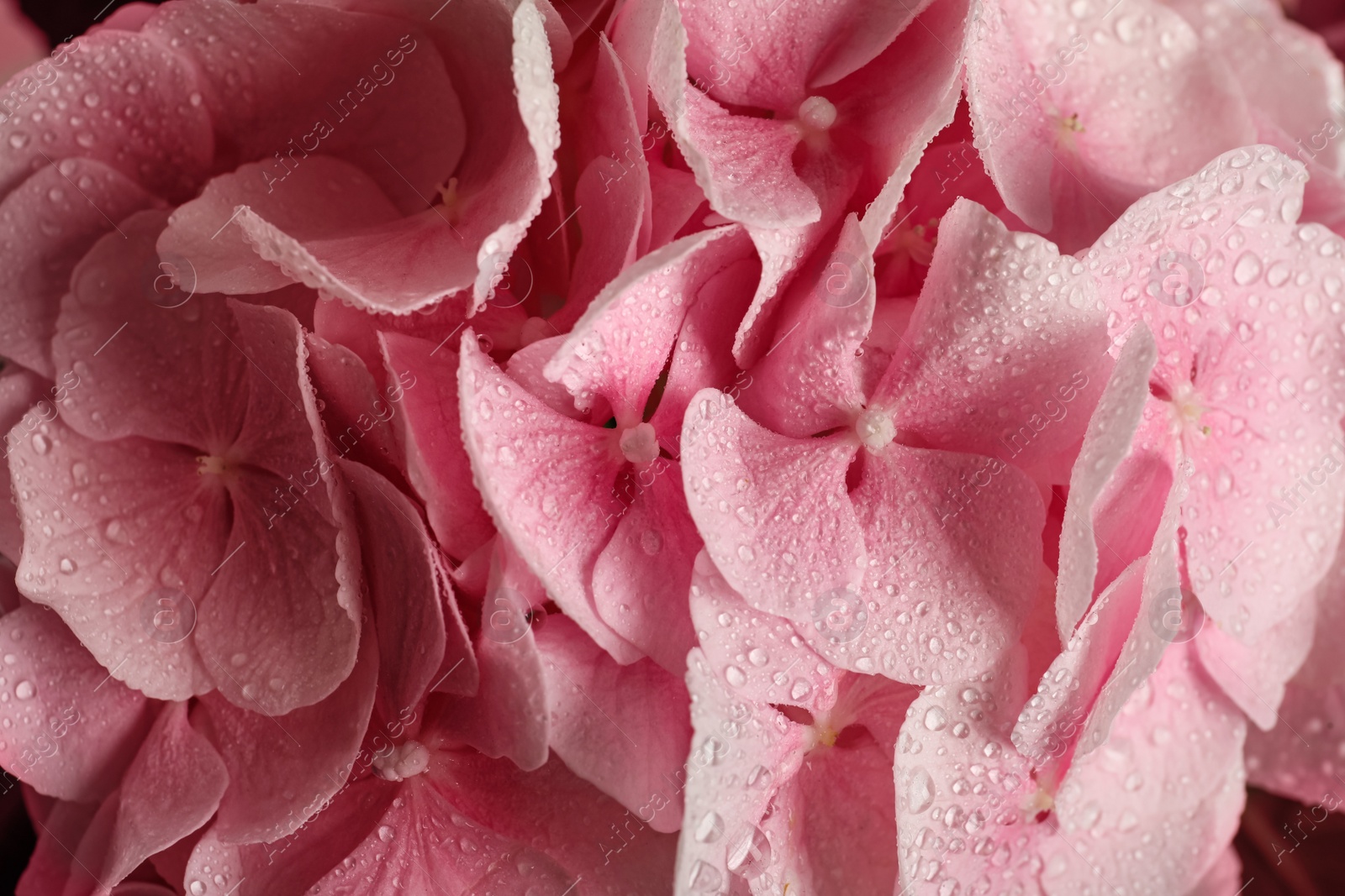Beautiful pink hortensia flowers with water drops as background, closeup Photo of Beautiful pink hortensia flowers with water drops as background, closeup