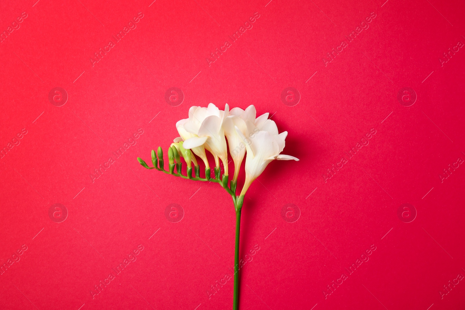 Beautiful freesia on color background Photo of Beautiful freesia on color background