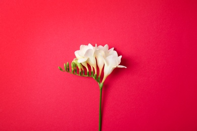 Beautiful freesia on color background Photo of Beautiful freesia on color background