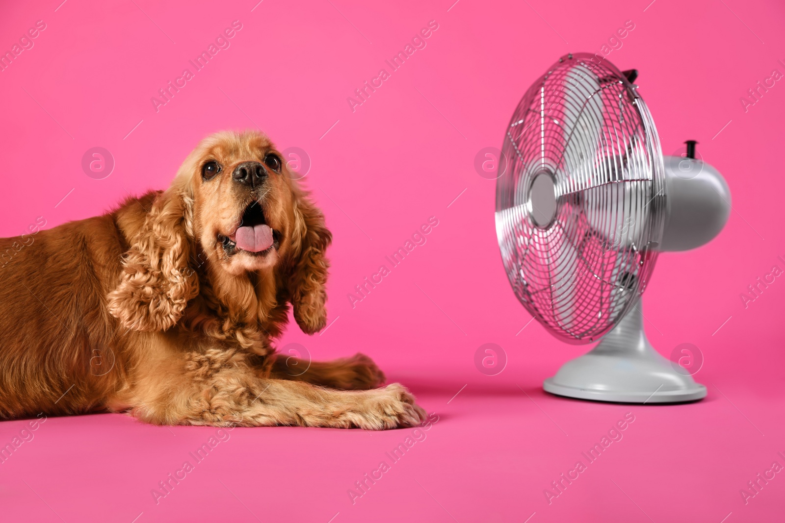 English Cocker Spaniel enjoying air flow from fan on pink background. Summer heat Photo of English Cocker Spaniel enjoying air flow from fan on pink background. Summer heat