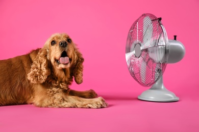 English Cocker Spaniel enjoying air flow from fan on pink background. Summer heat Photo of English Cocker Spaniel enjoying air flow from fan on pink background. Summer heat