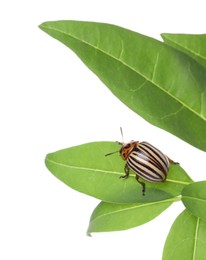 Colorado potato beetle on green plant against white background Photo of Colorado potato beetle on green plant against white background