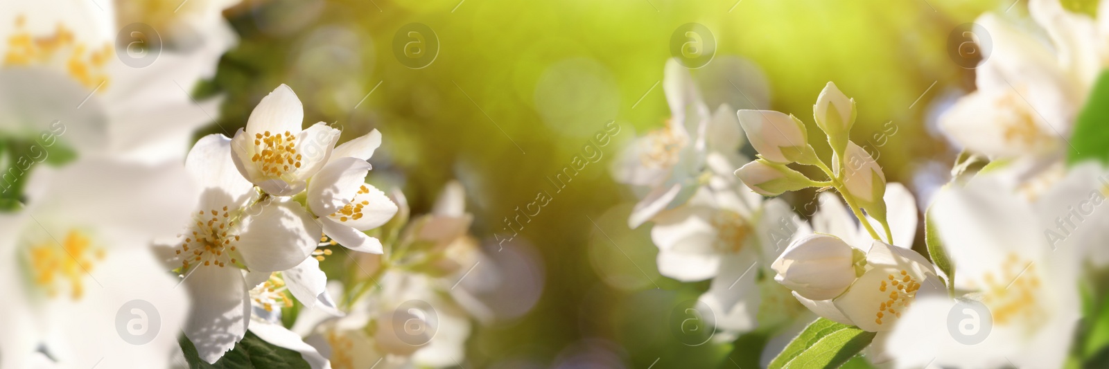 Beautiful white flowers of jasmine plant outdoors on sunny day, banner design. Bokeh effect Image of Beautiful white flowers of jasmine plant outdoors on sunny day, banner design. Bokeh effect