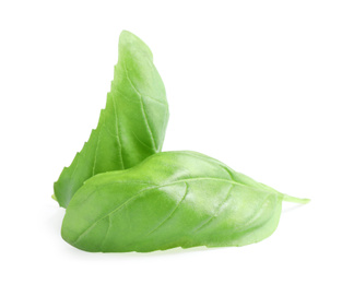 Fresh green basil leaves isolated on white Photo of Fresh green basil leaves isolated on white