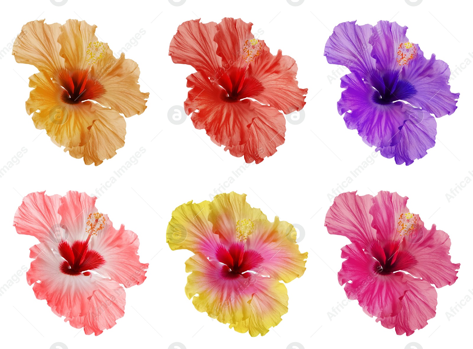 Set of beautiful tropical hibiscus flower isolated on white Image of Set of beautiful tropical hibiscus flower isolated on white