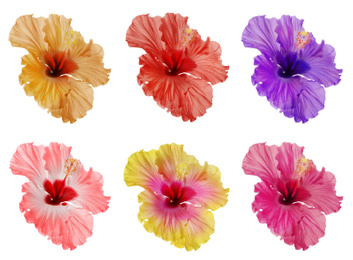 Set of beautiful tropical hibiscus flower isolated on white Image of Set of beautiful tropical hibiscus flower isolated on white