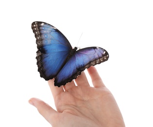 Woman holding beautiful common morpho butterfly on white background, closeup Photo of Woman holding beautiful common morpho butterfly on white background, closeup
