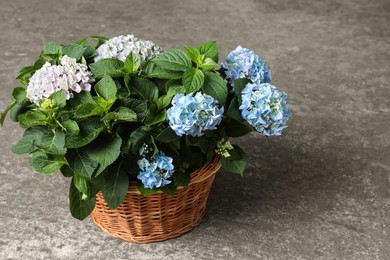 Beautiful blooming hortensia plants in wicker basket on grey stone background Photo of Beautiful blooming hortensia plants in wicker basket on grey stone background
