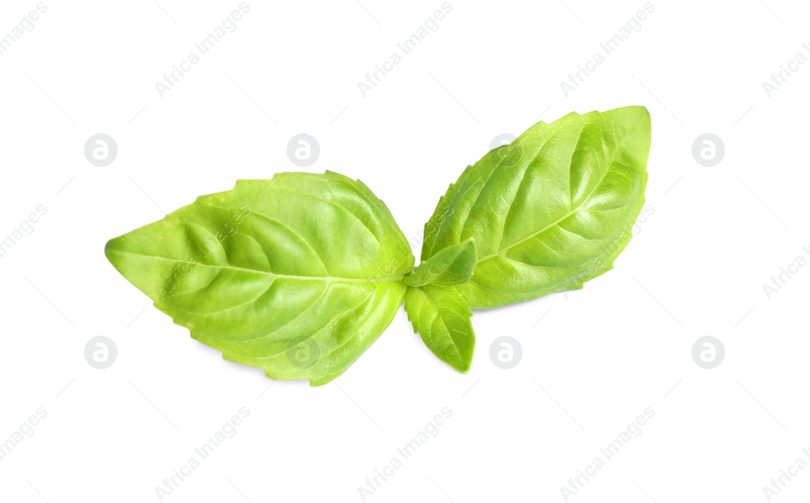 Photo of Fresh green basil leaves isolated on white