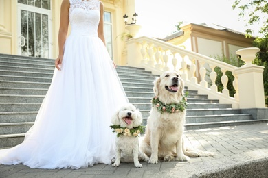 Bride and adorable dogs wearing wreathes made of beautiful flowers outdoors, closeup Photo of Bride and adorable dogs wearing wreathes made of beautiful flowers outdoors, closeup